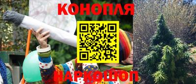 прущие крисы Гай